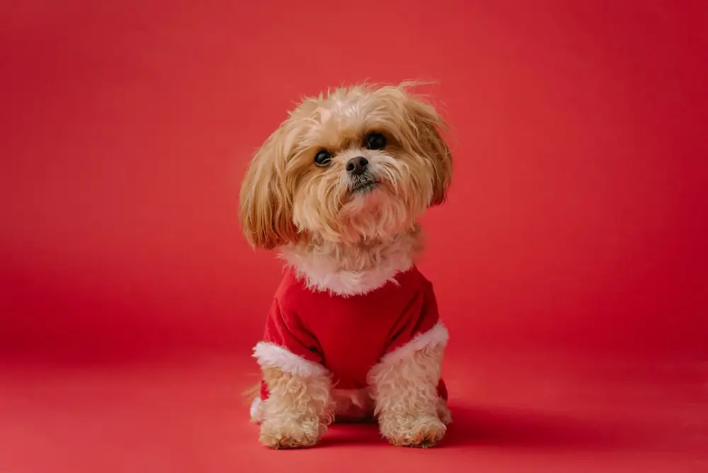 A fluffy small dog in a red Christmas top on a red background